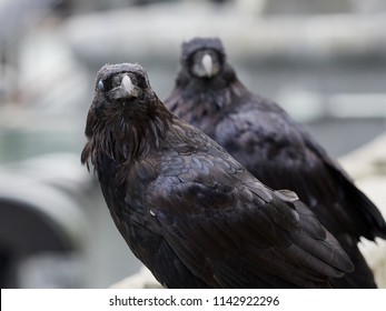 Closeup Raven Closed Lids Stock Photo 1142922296 | Shutterstock