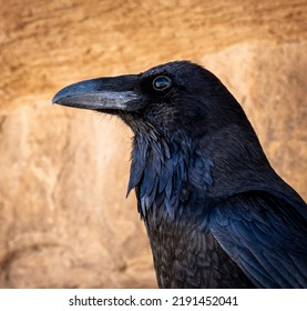 A Closeup Of A Raven On Red Rock In Profile