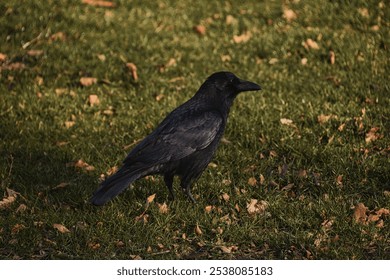 A closeup of a raven standing on the short green grass and leaves - Powered by Shutterstock