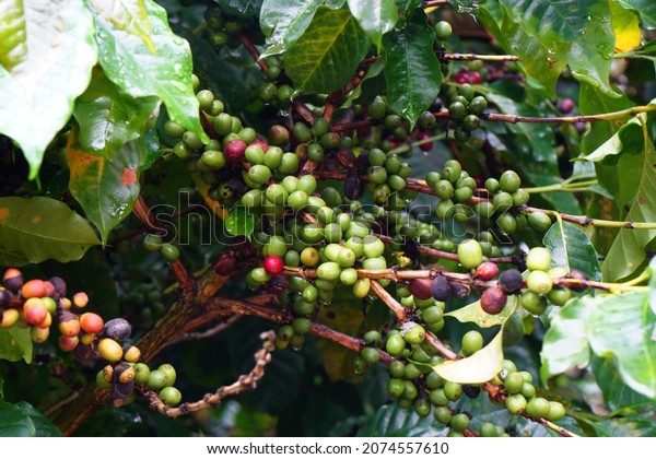 Closeup Raw Arabica coffee seed on Coffee arabica tree\
is a species of flowering plant in the coffee and madder family\
Rubiaceae - local agriculture in northern pha hee village chiangrai\
thailand 