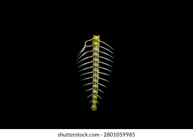 Close-up of a raw fish bone skeleton isolated on a solid black background.