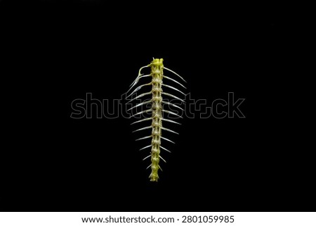 Close-up of a raw fish bone skeleton isolated on a solid black background.