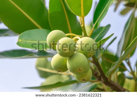 Closeup raw green ball fruits of Alexandrian laurel, Indian laurel, Laurel wood, Berneo mahogany (Calophyllum Inophyllum) with green leaves in tropical garden