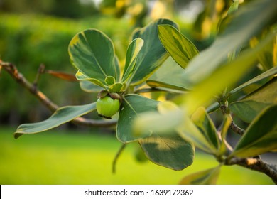 Closeup Raw Green Fruits Of Balsam Apple, Balsam Fig Cupey, Copey, Scotch Attorney, Pitch Apple, Monkey Apple (Clusia Rosea Jacq) On Tree In The Tropical