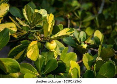 Closeup Raw Green Fruits Of Balsam Apple, Balsam Fig Cupey, Copey, Scotch Attorney, Pitch Apple, Monkey Apple (Clusia Rosea Jacq) On Tree In The Tropical