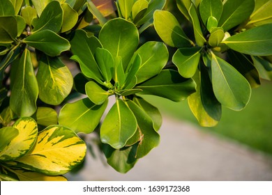 Closeup Raw Green Fruits Of Balsam Apple, Balsam Fig Cupey, Copey, Scotch Attorney, Pitch Apple, Monkey Apple (Clusia Rosea Jacq) On Tree In The Tropical