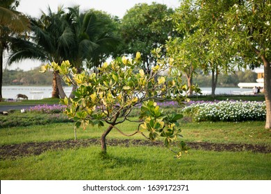 Closeup Raw Green Fruits Of Balsam Apple, Balsam Fig Cupey, Copey, Scotch Attorney, Pitch Apple, Monkey Apple (Clusia Rosea Jacq) On Tree In The Tropical