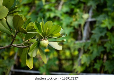 Closeup Raw Green Fruits Of Balsam Apple, Balsam Fig Cupey, Copey, Scotch Attorney, Pitch Apple, Monkey Apple (Clusia Rosea Jacq) On Tree In The Tropical