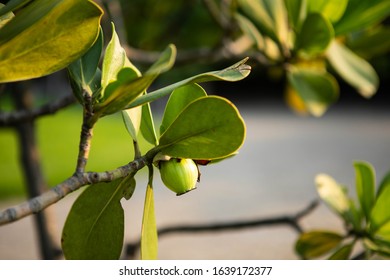 Closeup Raw Green Fruits Of Balsam Apple, Balsam Fig Cupey, Copey, Scotch Attorney, Pitch Apple, Monkey Apple (Clusia Rosea Jacq) On Tree In The Tropical