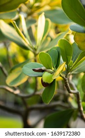 Closeup Raw Green Fruits Of Balsam Apple, Balsam Fig Cupey, Copey, Scotch Attorney, Pitch Apple, Monkey Apple (Clusia Rosea Jacq) On Tree In The Tropical