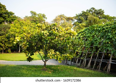 Closeup Raw Green Fruits Of Balsam Apple, Balsam Fig Cupey, Copey, Scotch Attorney, Pitch Apple, Monkey Apple (Clusia Rosea Jacq) On Tree In The Tropical