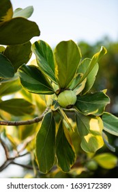 Closeup Raw Green Fruits Of Balsam Apple, Balsam Fig Cupey, Copey, Scotch Attorney, Pitch Apple, Monkey Apple (Clusia Rosea Jacq) On Tree In The Tropical