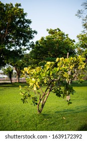 Closeup Raw Green Fruits Of Balsam Apple, Balsam Fig Cupey, Copey, Scotch Attorney, Pitch Apple, Monkey Apple (Clusia Rosea Jacq) On Tree In The Tropical