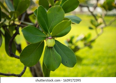 Closeup Raw Green Fruits Of Balsam Apple, Balsam Fig Cupey, Copey, Scotch Attorney, Pitch Apple, Monkey Apple (Clusia Rosea Jacq) On Tree In The Tropical