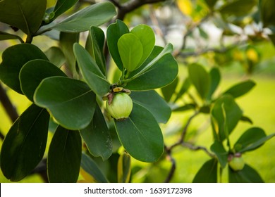 Closeup Raw Green Fruits Of Balsam Apple, Balsam Fig Cupey, Copey, Scotch Attorney, Pitch Apple, Monkey Apple (Clusia Rosea Jacq) On Tree In The Tropical