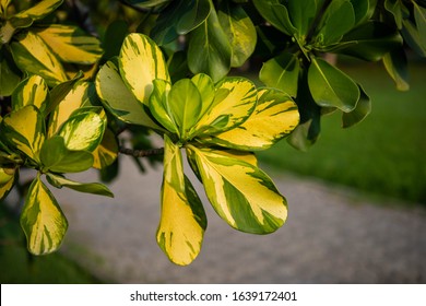 Closeup Raw Green Fruits Of Balsam Apple, Balsam Fig Cupey, Copey, Scotch Attorney, Pitch Apple, Monkey Apple (Clusia Rosea Jacq) On Tree In The Tropical