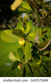 Closeup Raw Green Fruits Of Balsam Apple, Balsam Fig Cupey, Copey, Scotch Attorney, Pitch Apple, Monkey Apple (Clusia Rosea Jacq) On Tree In The Tropical