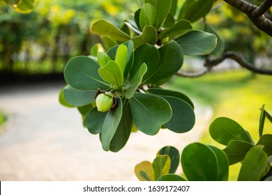 Closeup Raw Green Fruits Of Balsam Apple, Balsam Fig Cupey, Copey, Scotch Attorney, Pitch Apple, Monkey Apple (Clusia Rosea Jacq) On Tree In The Tropical