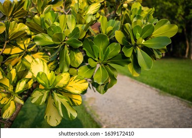 Closeup Raw Green Fruits Of Balsam Apple, Balsam Fig Cupey, Copey, Scotch Attorney, Pitch Apple, Monkey Apple (Clusia Rosea Jacq) On Tree In The Tropical