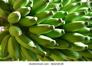 Closeup Of Raw Green Plantain Fruits.