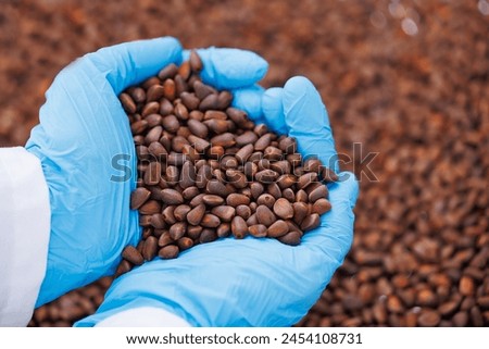 Closeup raw pine nuts without shell in blue gloves of worker hand, production line. Industrial factory of organic food cedar cones.