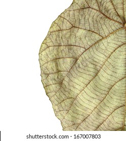Closeup of a raw tobacco leaf, isolated against white. 