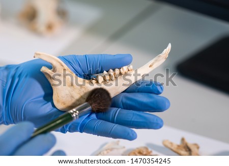 Closeup of rchaeologist working in natural research lab. Laboratory assistant cleaning animal bones. Close-up of hands in gloves and ancient skull. Archaeology, zoology, paleontology and science.