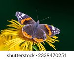 A close-up of a Red Admiral butterfly (Vanessa atalanta) sitting on a yellow flower