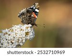 close-up of a Red Admiral butterfly (Vanessa atalanta), bumblebee (Bombus) and a house fly (Musca domestica) feeding on a buddleja davidii (white profusion) butterfly bush, Wiltshire UK