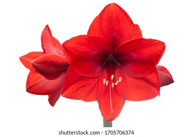 Close-up of a red amaryllis with four blossoms isolated on white background - selective focus - Powered by Shutterstock