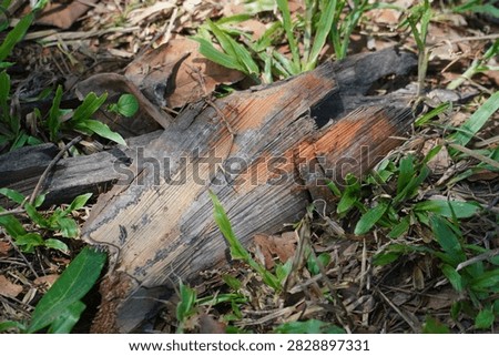 Close-up of red ants crawling on weathered wood amidst green grass and fallen leaves, capturing natural outdoor microstock scene with earthy textures and insect activity.