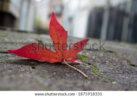 Closeup of red automnal maple leaf falien on the floor in the street 