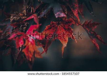 Similar – autumn window Environment