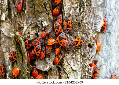 Closeup Red beetle with black dots (firebug) (Pyrrhocoris apterus) on the bark of a tree