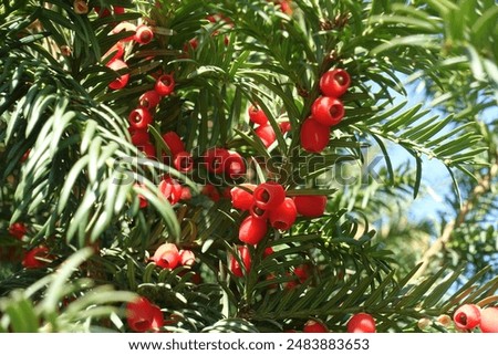 Similar – Foto Bild Eibenhecke (Taxus baccata)