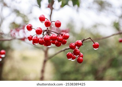 Close-Up of Red Berries with Rain Droplets on Branch - Powered by Shutterstock