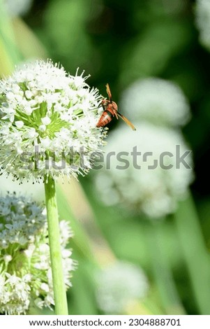 closeup the red black ant insect hold on onion white flower with plants and leaves in the farm soft focus natural green brown background.
