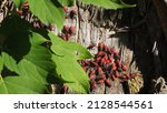 Close-up of red and black boxelder bugs resting on a tree trunk in the sunlight in a forest.