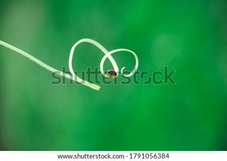 Similar – Image, Stock Photo Heart of a grain in a barley field