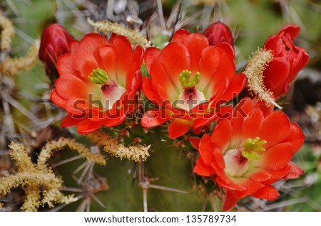 Close-up of red blooms on a saguaro cactus in a meadow.