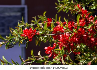 Closeup of red bright flowers lit by the sun on a black blurred background
