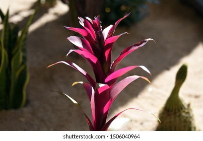 Closeup Of Red Bromeliad Indoors