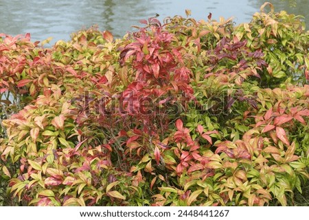 Closeup of the red bronze green leaves of the garden shrub Nandina domestica firepower.