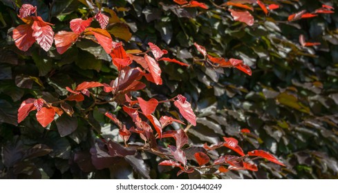 Close-up of red and brown European Purple beech (Fagus sylvatica purpurea) leaves on tree branches. Purple bronze leaves of the Copper Beech tree in city park Krasnodar or landscape Galitsky park