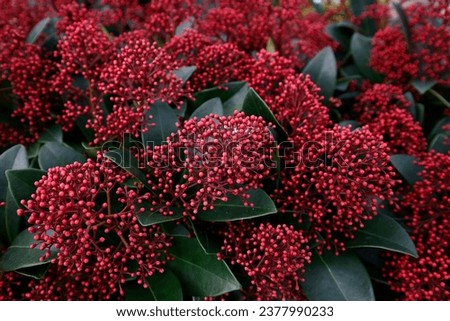 Closeup of the red buds of the winter flowering garden plant Skimmia japonica Rubella.
