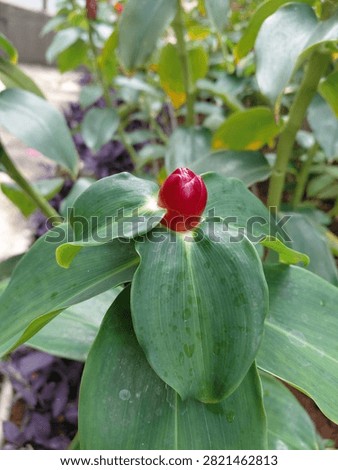 Close-Up of Red Button Ginger Bud with Green Leaves in a Tropical Garden