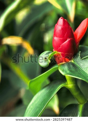 Close-up of red button ginger bud (Costus woodsonii) with a tiny insect on a leaf.