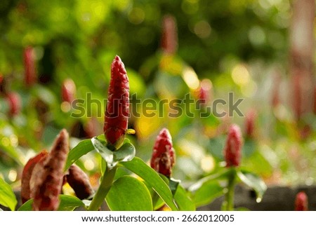 Close-up of red button ginger flowers in sunlight, perfect for background image or use in nature blogs, botanical prints, gardening guides, wellness content, or tropical-themed designs