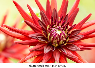 Close-up Of A Red Cactus Dahlia (Doris Day) Flower In Summer. 