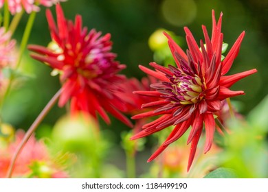 Close-up Of A Red Cactus Dahlia (Doris Day) Flower In Summer. 